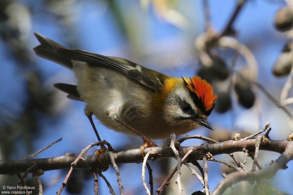 Common Firecrest