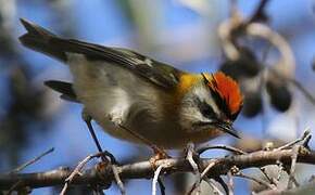 Common Firecrest