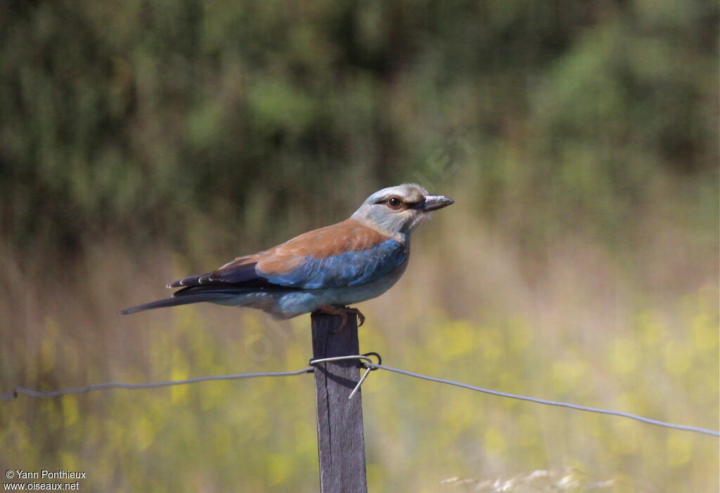 European Rolleradult