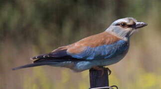 European Roller