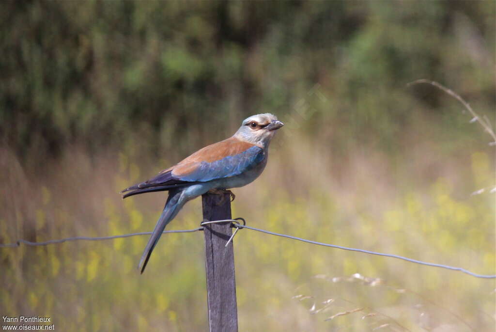 European Rolleradult