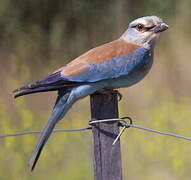 European Roller