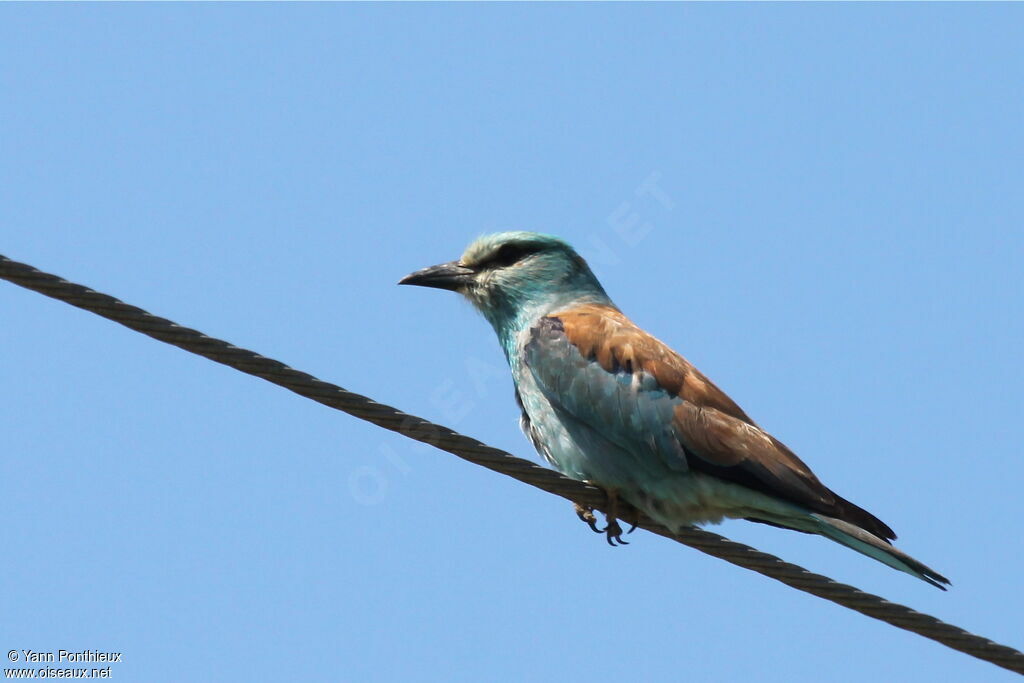 European Rolleradult breeding