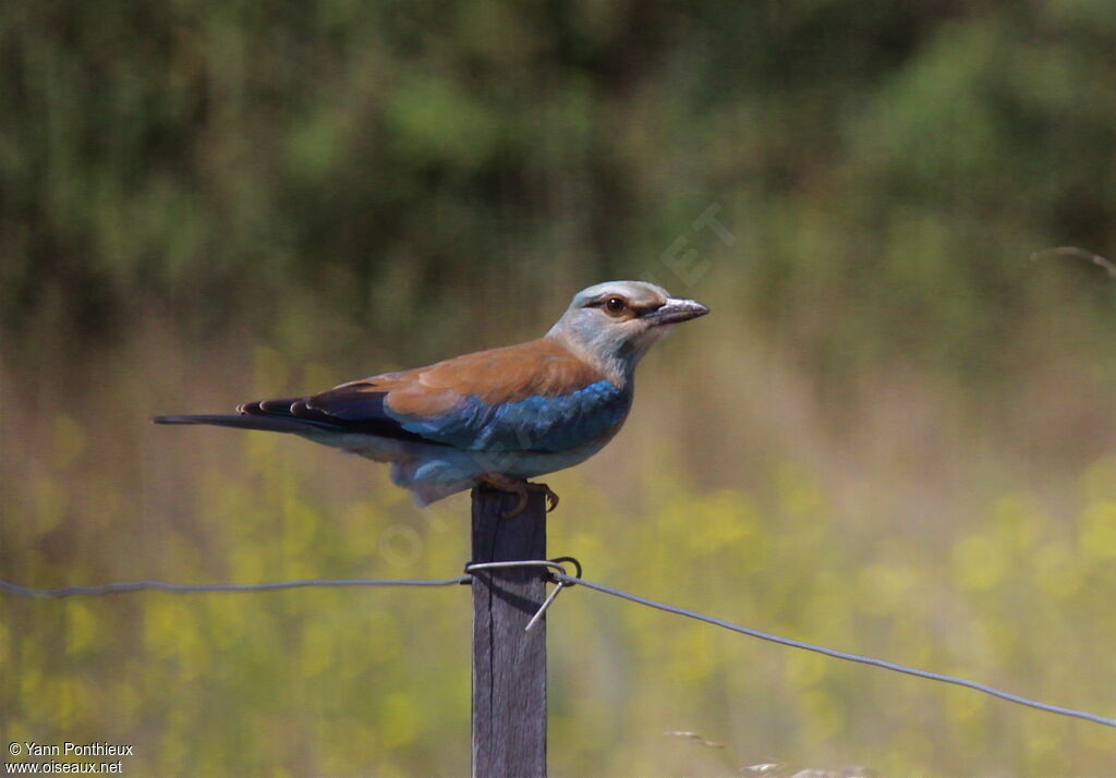 European Rolleradult