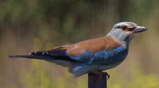 European Roller