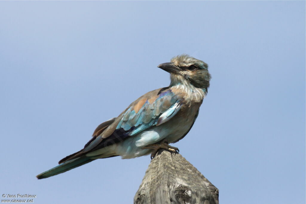 European Roller