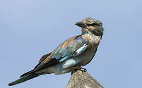 European Roller