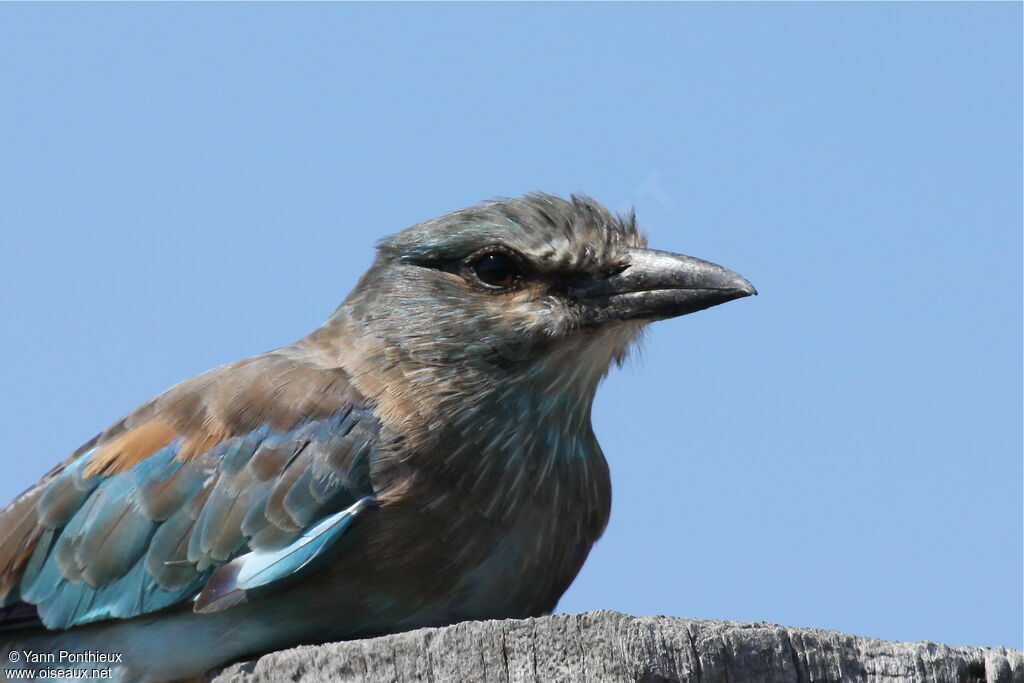 European Roller