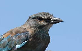 European Roller