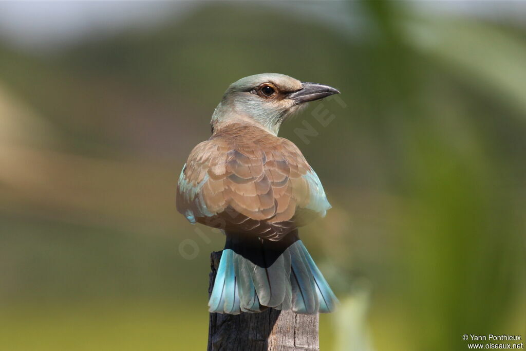 European Roller