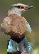 European Roller