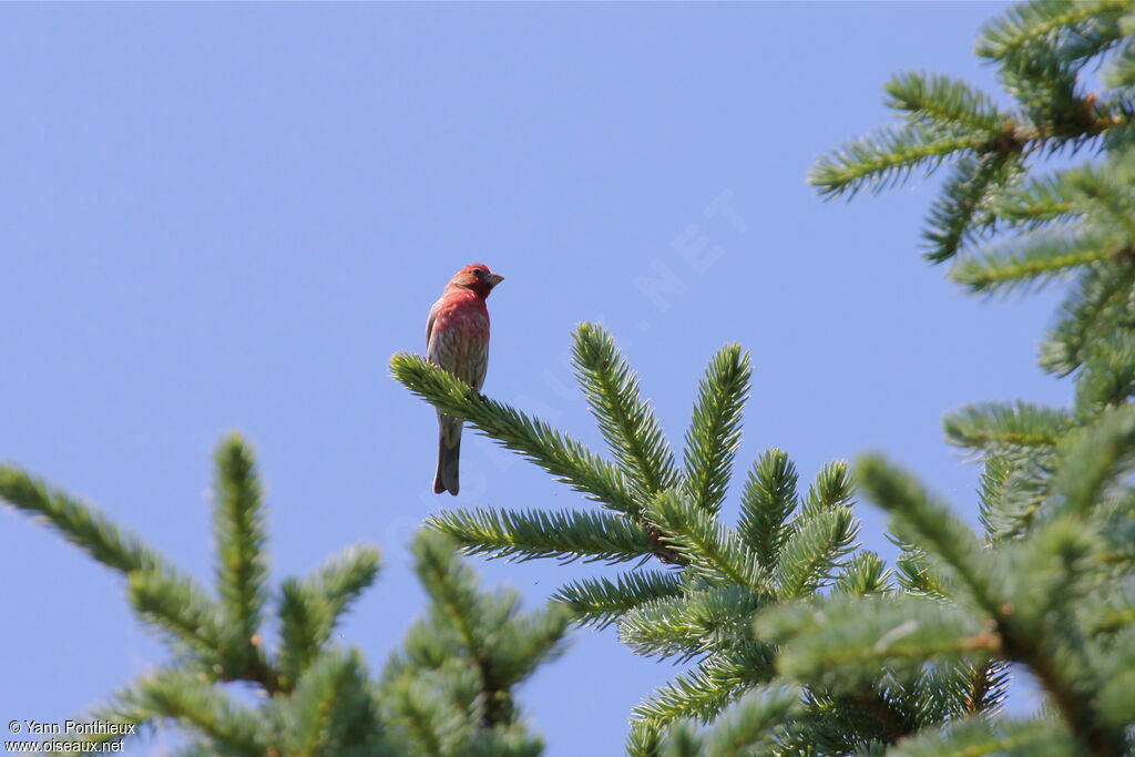 House Finch male adult breeding