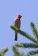 House Finch