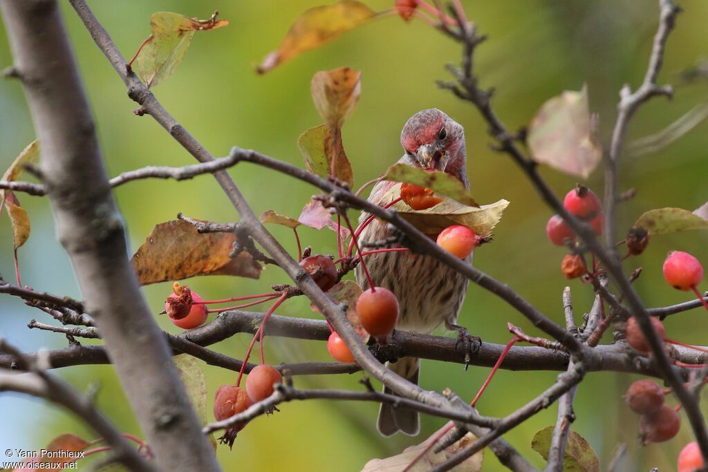 House Finch