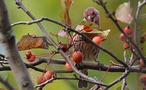 House Finch