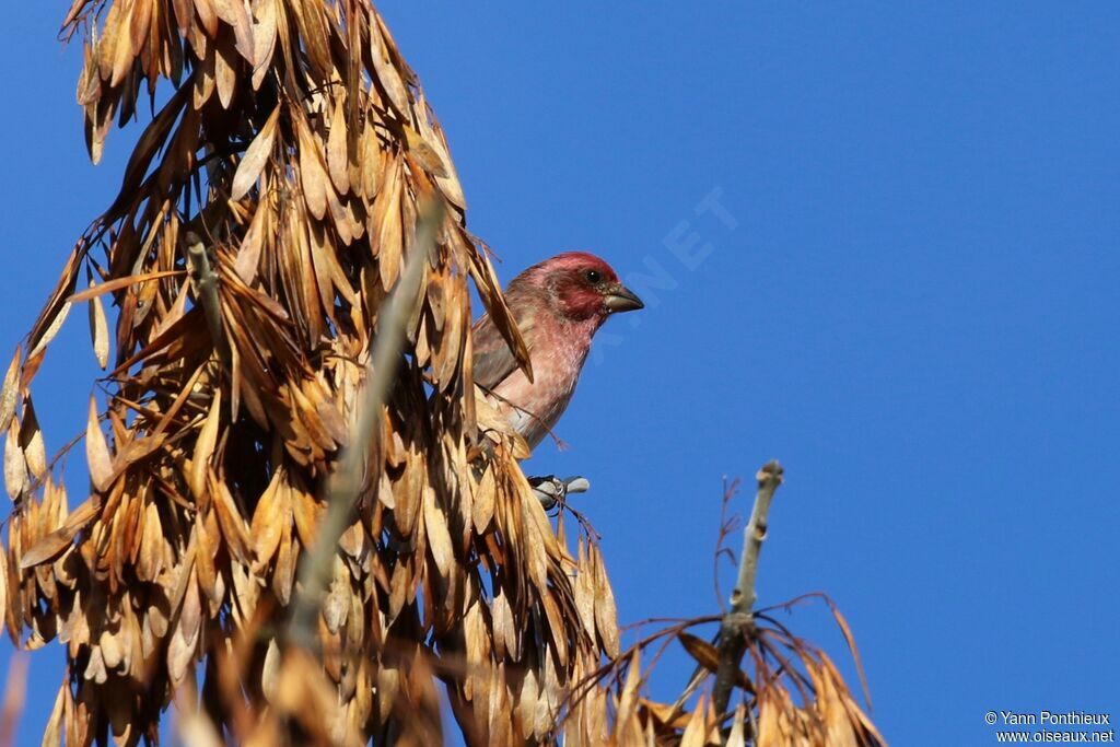Purple Finch male adult