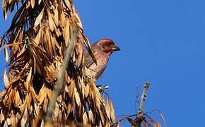 Purple Finch