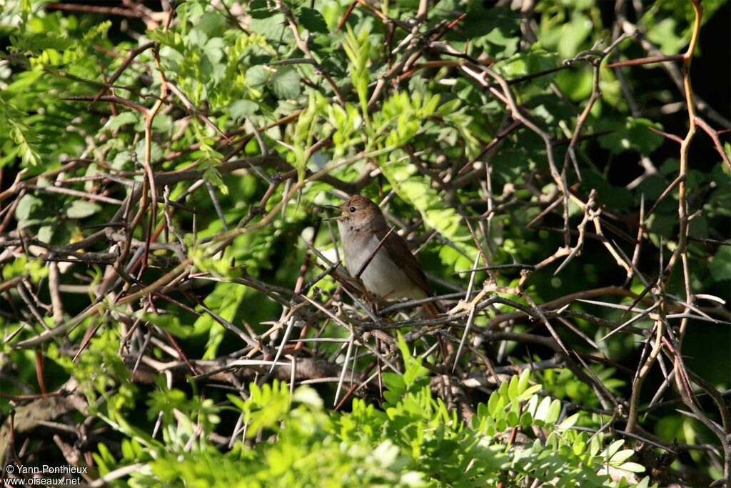 Common Nightingaleadult breeding, song