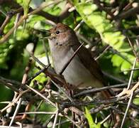 Common Nightingale