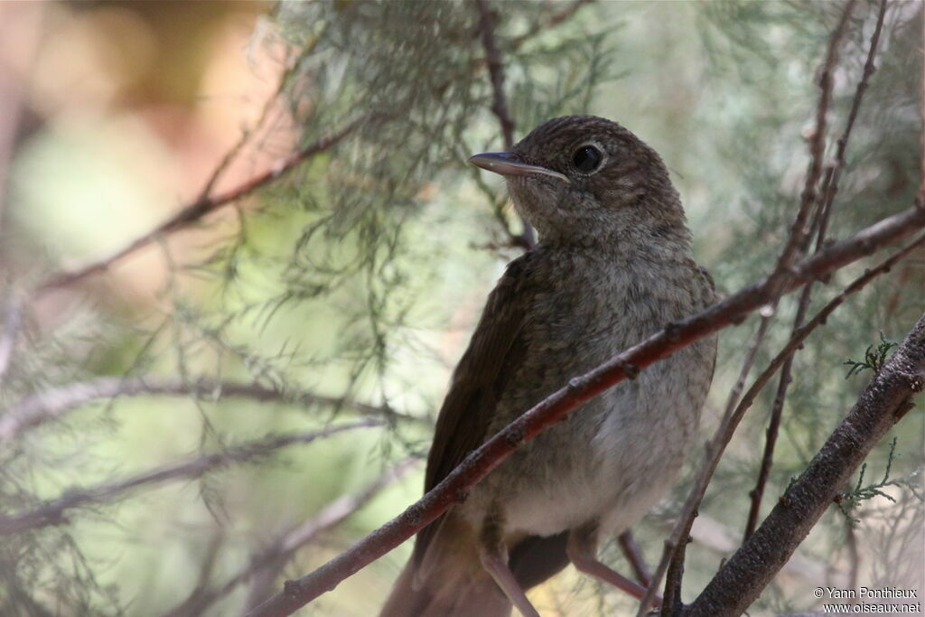 Common Nightingalejuvenile