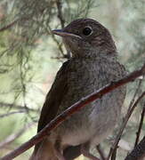 Common Nightingale