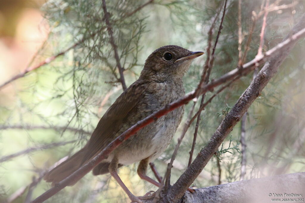 Common Nightingalejuvenile