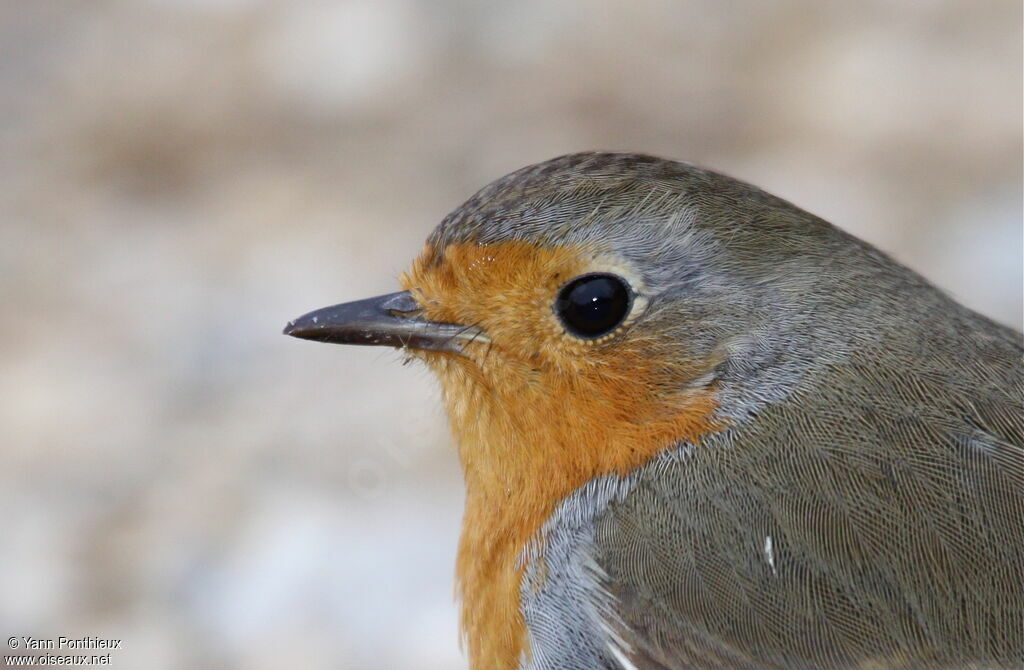 Rougegorge familier