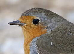 European Robin