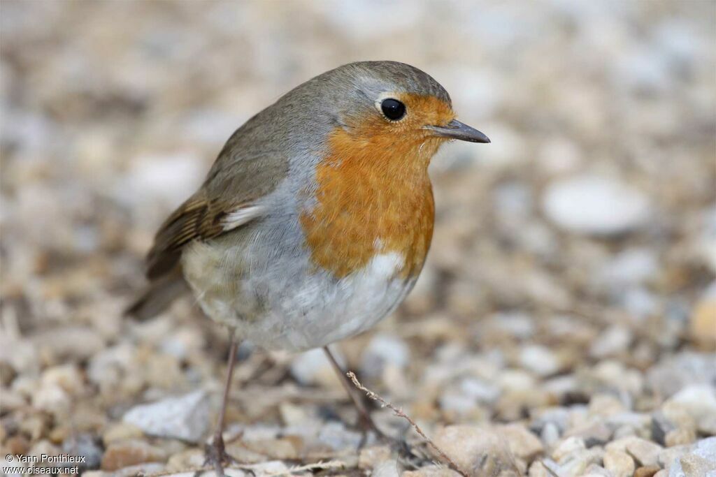 European Robinadult post breeding