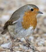 European Robin