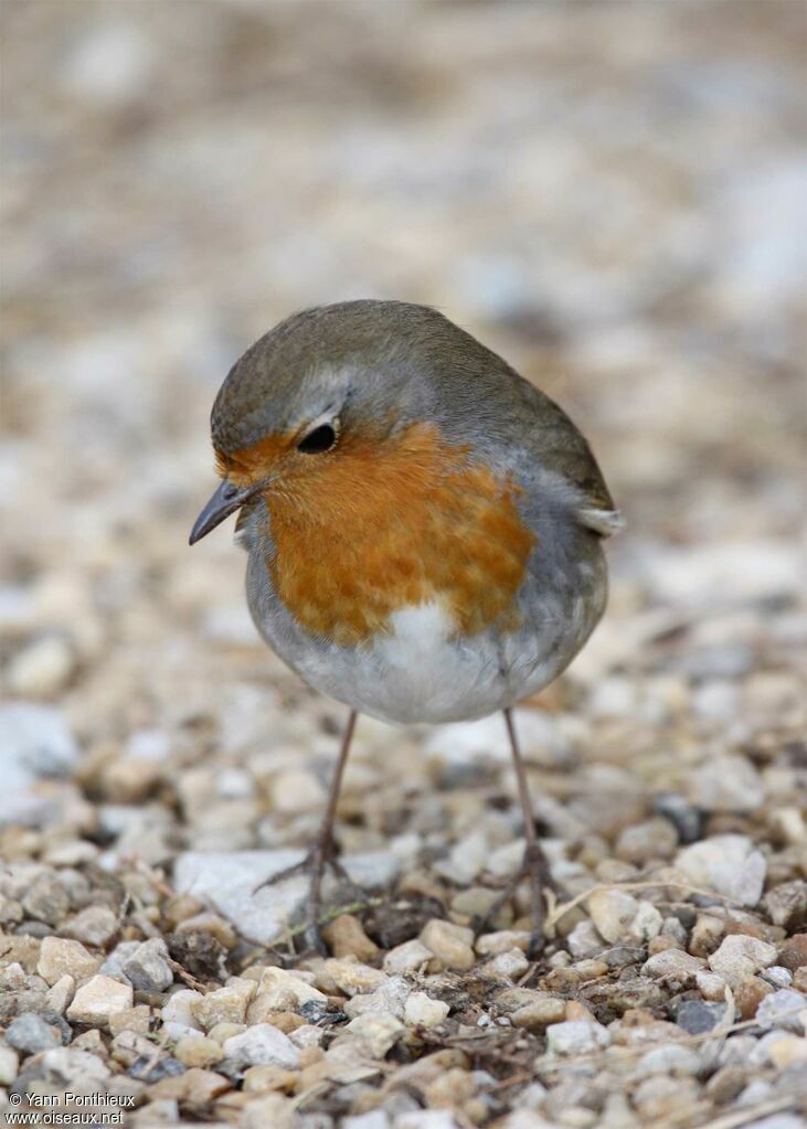 European Robinadult post breeding