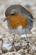 European Robin