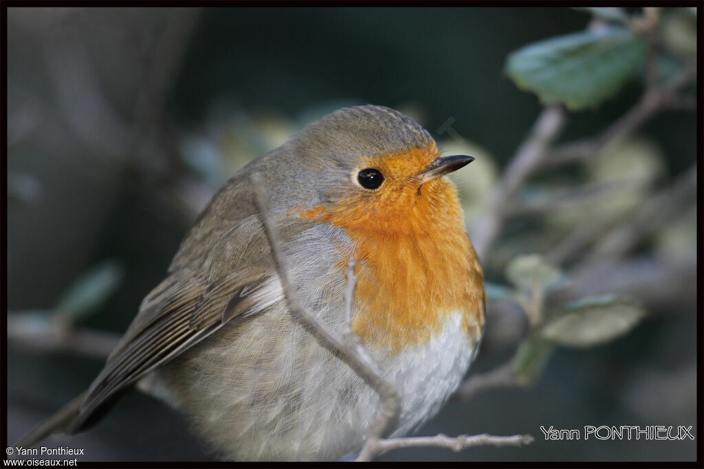 European Robin