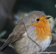 European Robin