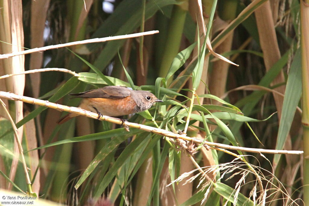 Common Redstart