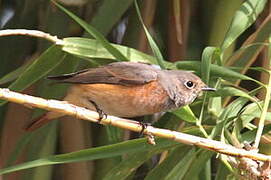 Common Redstart