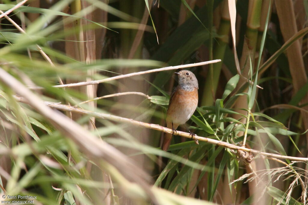 Common Redstart