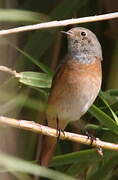 Common Redstart