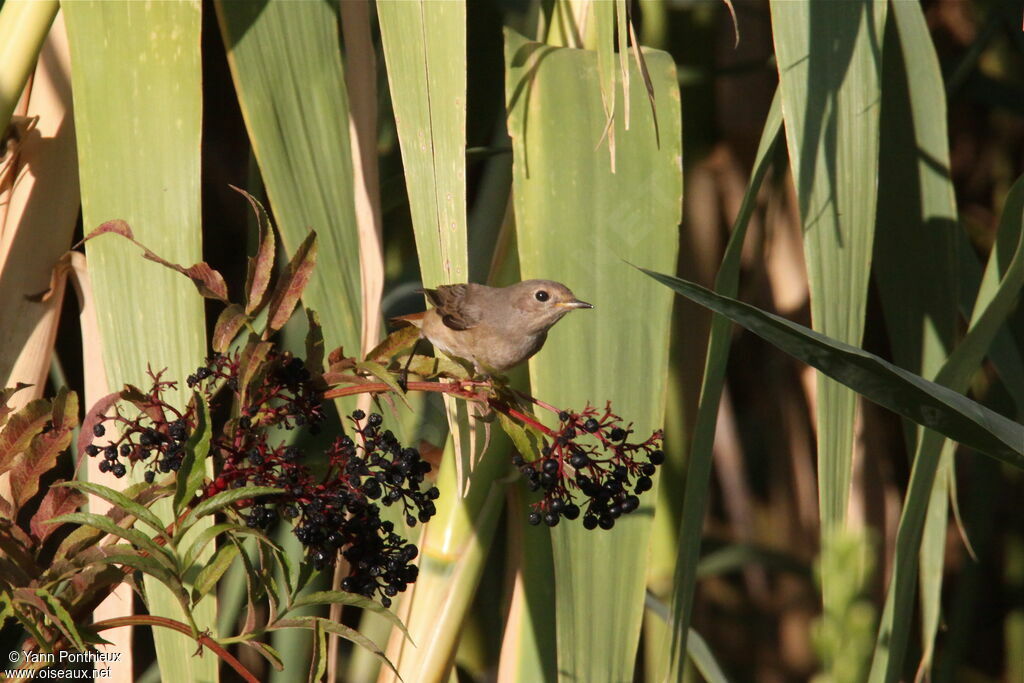 Common Redstart