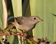 Common Redstart