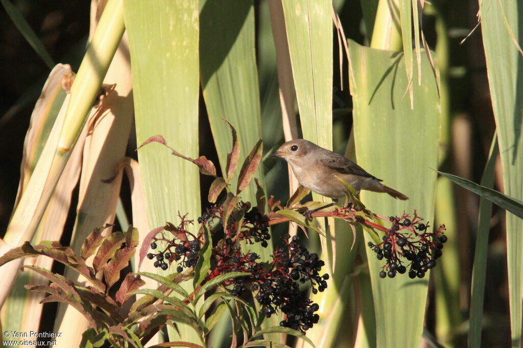 Common Redstart