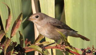 Common Redstart