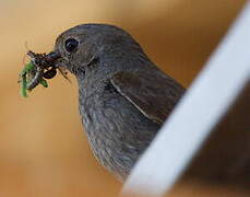 Black Redstart