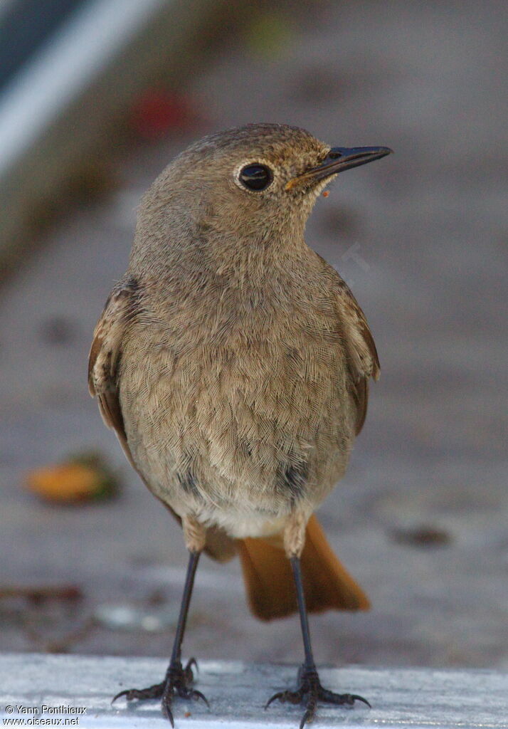 Black Redstart female adult breeding