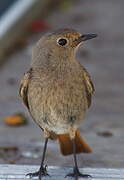 Black Redstart