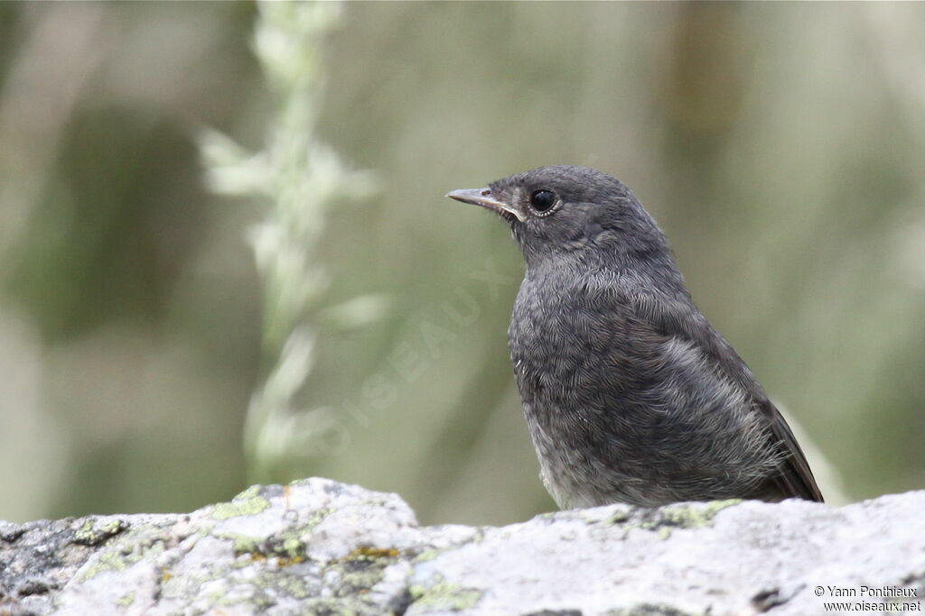 Black Redstart