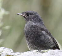 Black Redstart