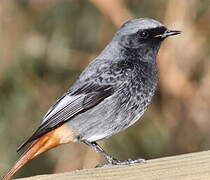 Black Redstart