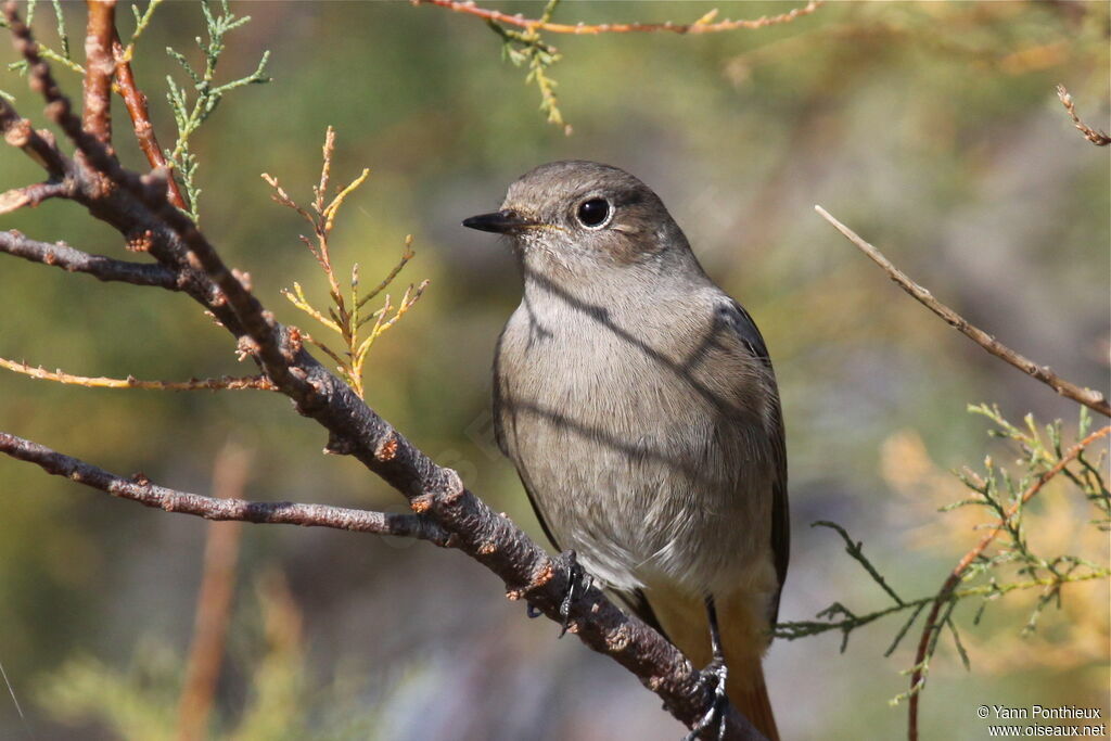 Black Redstart female