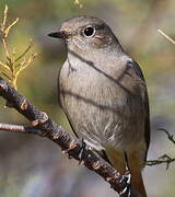 Black Redstart